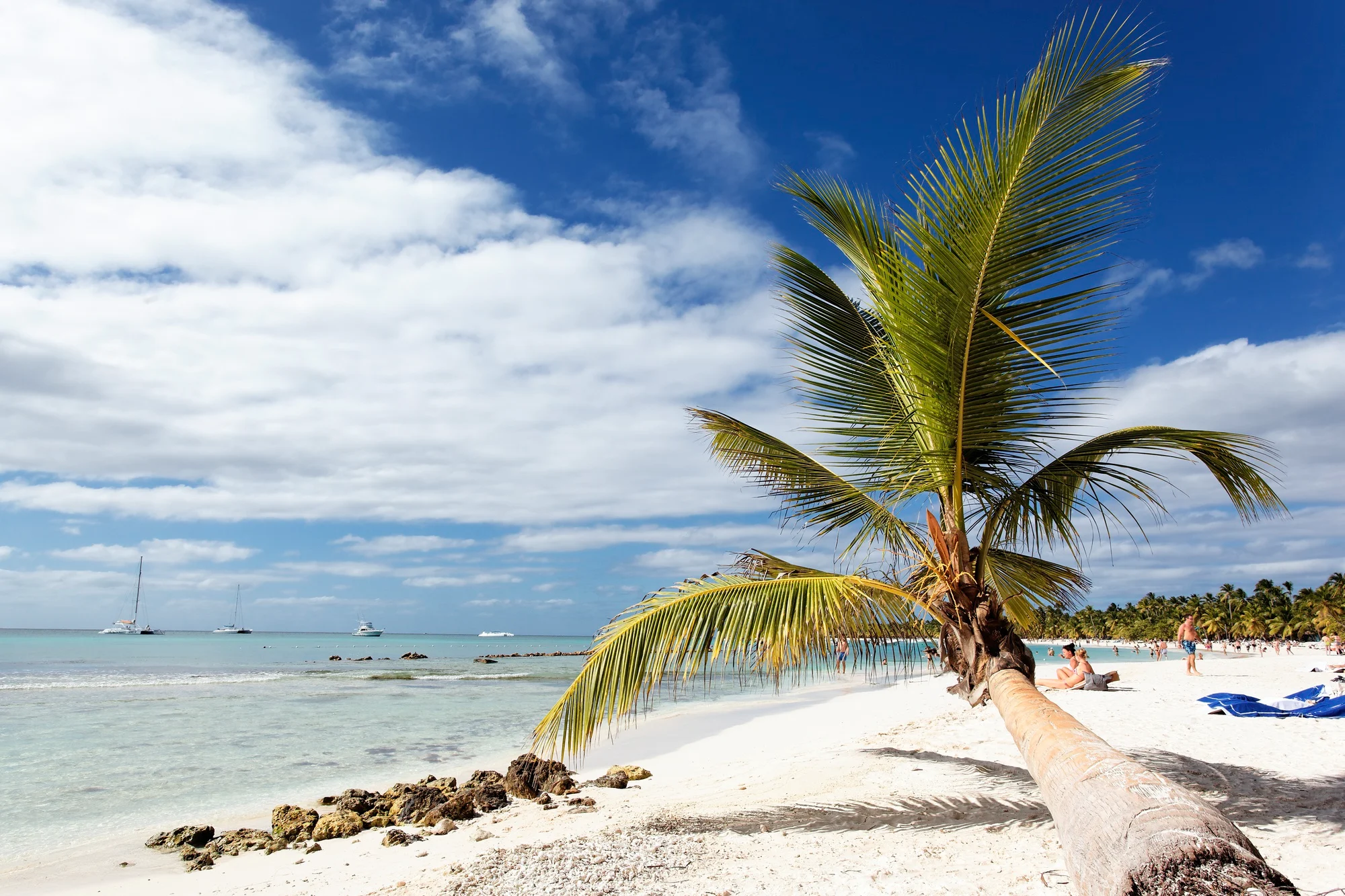 Palm tree on a sandy beach in Dania Beach, Florida